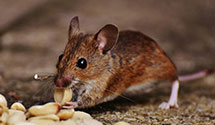 24 Hour & Emergency Exterminators in S Berwick, ME